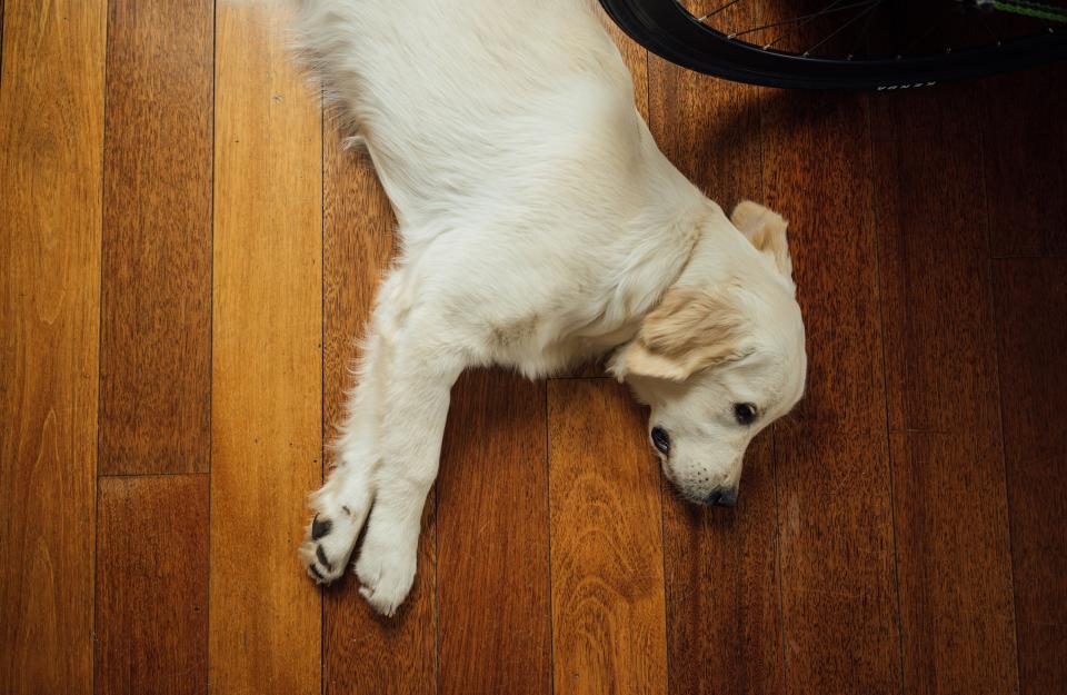 Dog sitting calmly on a hardwood floor at home