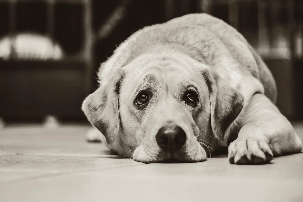 Old dog resting comfortably on a wooden floor