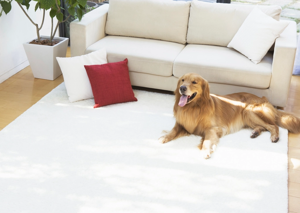 Golden retriever sitting in a hardwood-floored living room