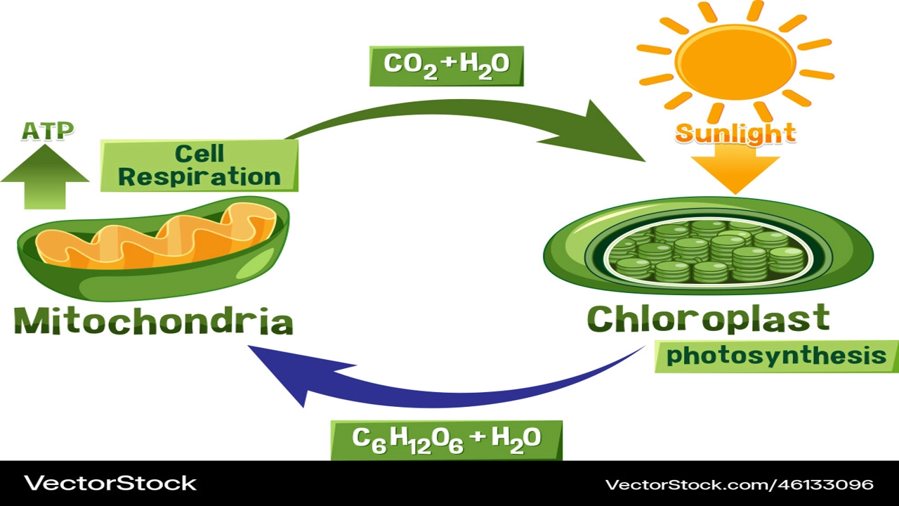 a diagram showing cellular respiration and photosynthesis