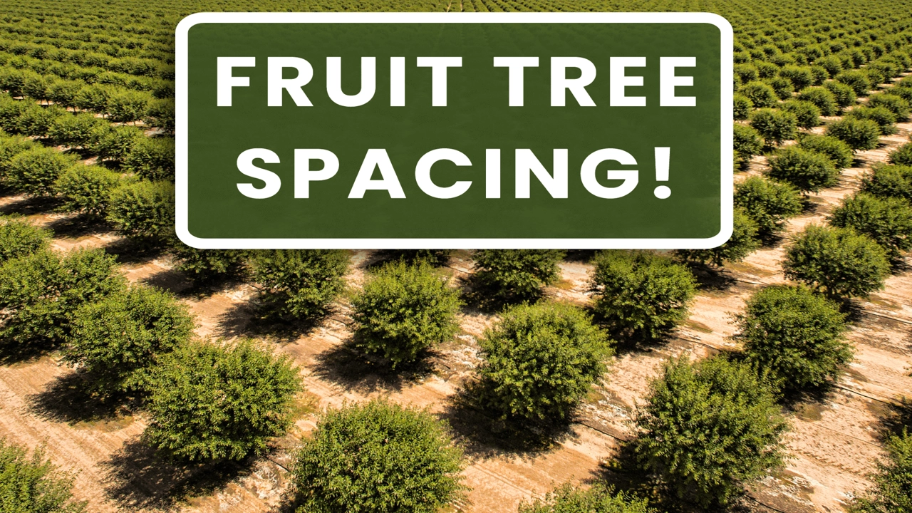 Fruit Tree Spacing: The Secret to Bumper Crops