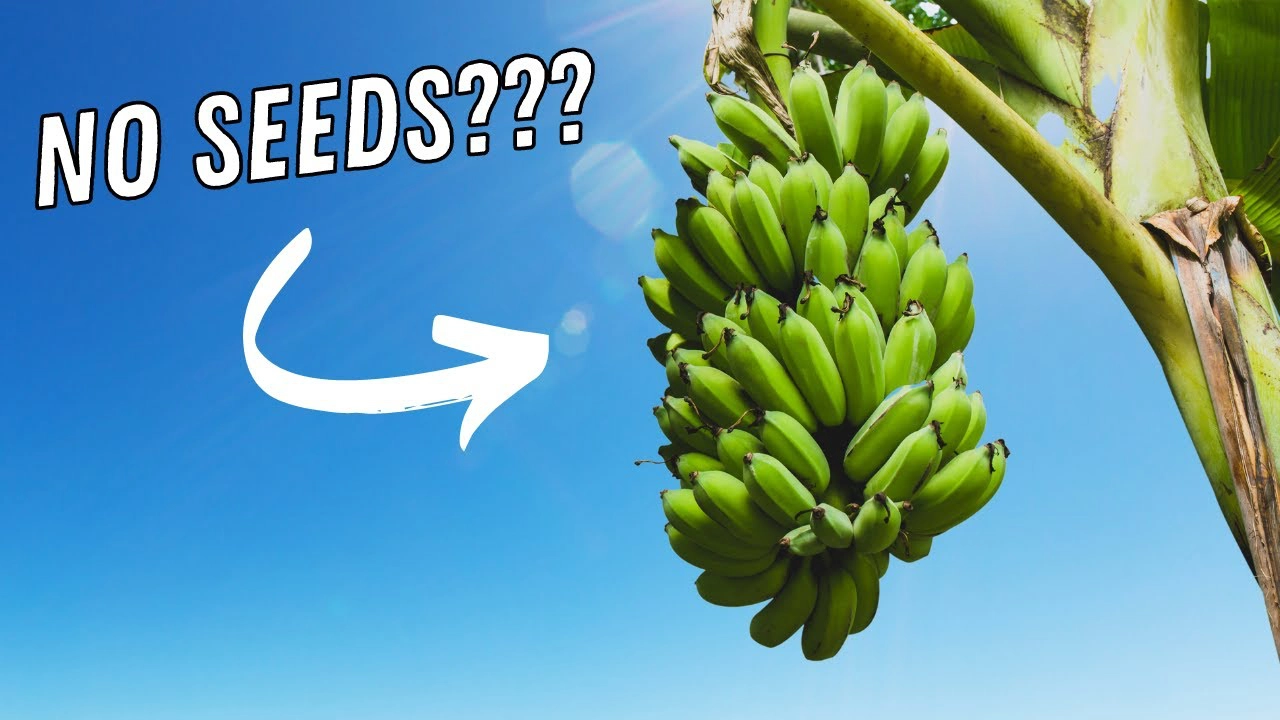 Grow Banana Trees Without Seeds: The Secret Revealed