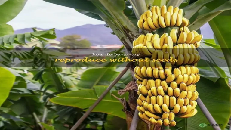 how do bananas reproduce