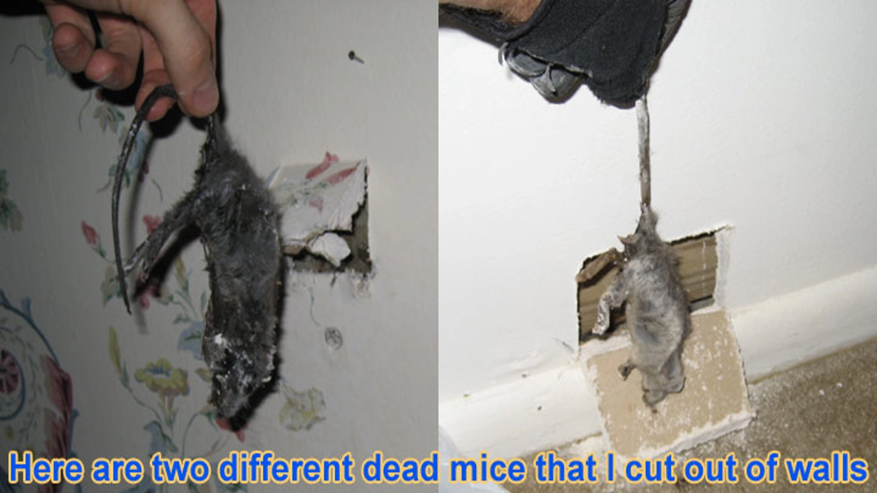 how do mice get in walls