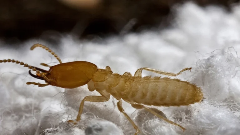 how do termites look like