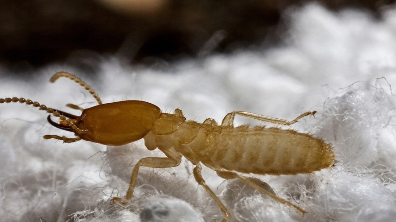 how do termites look like