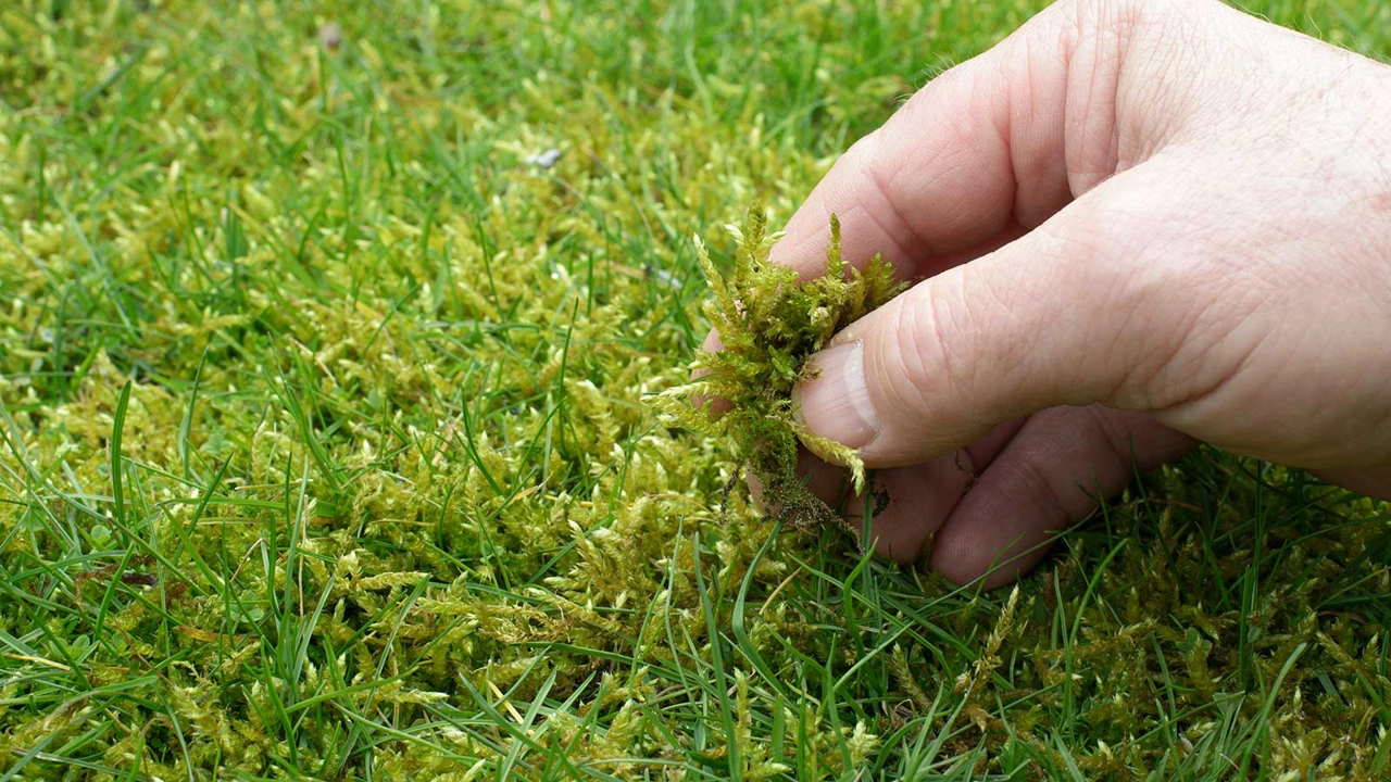 how do you get rid of moss on grass