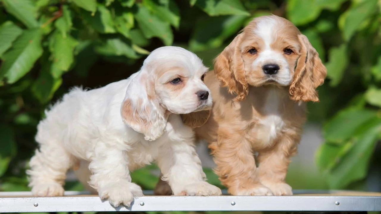 how much does a cocker spaniel cost