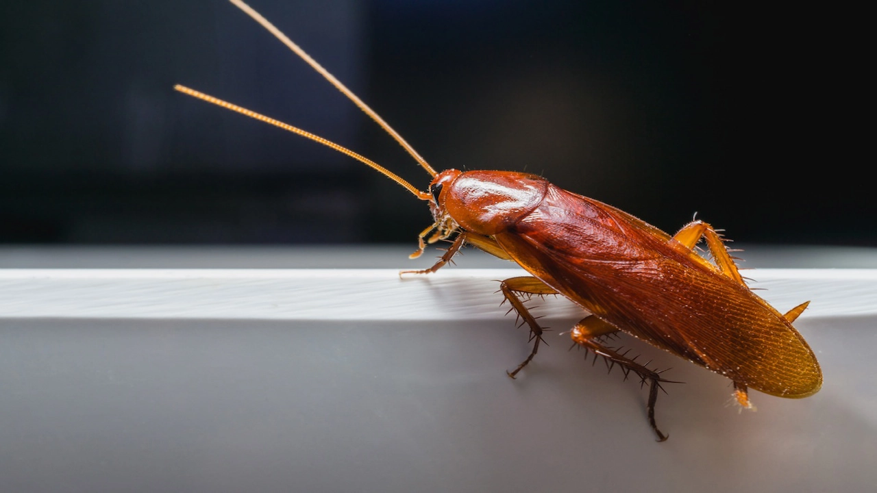 How Roaches Get In Your House