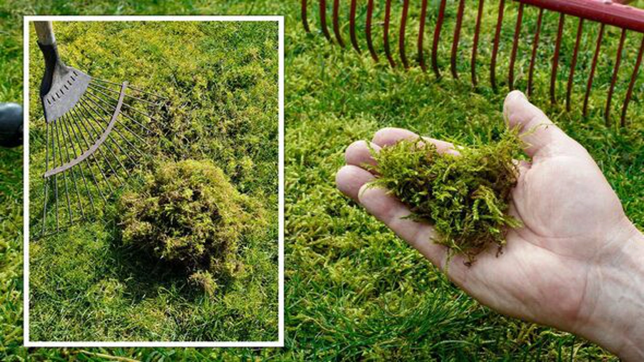 How to Banish Moss From Your Lawn Forever