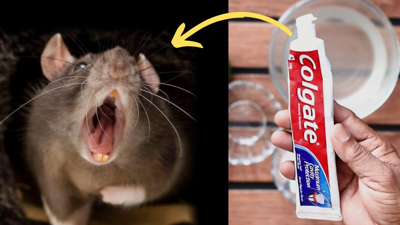 How to Get Rid of Mice in Your Walls