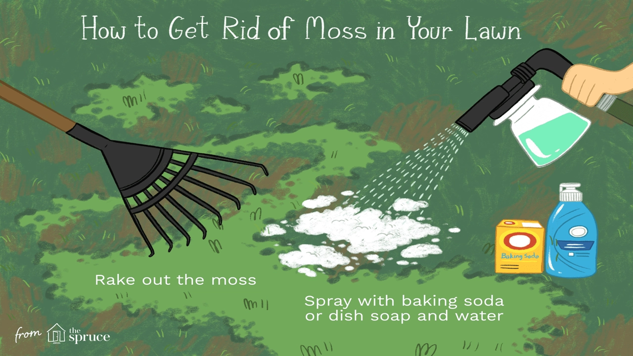 How to Get Rid of Moss in Your Yard