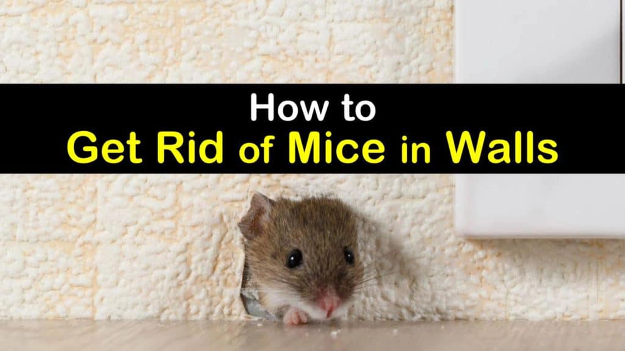 how to get rid of mouse in wall