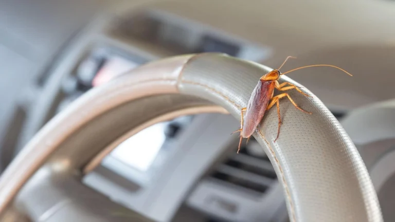 how to get roaches out of a car