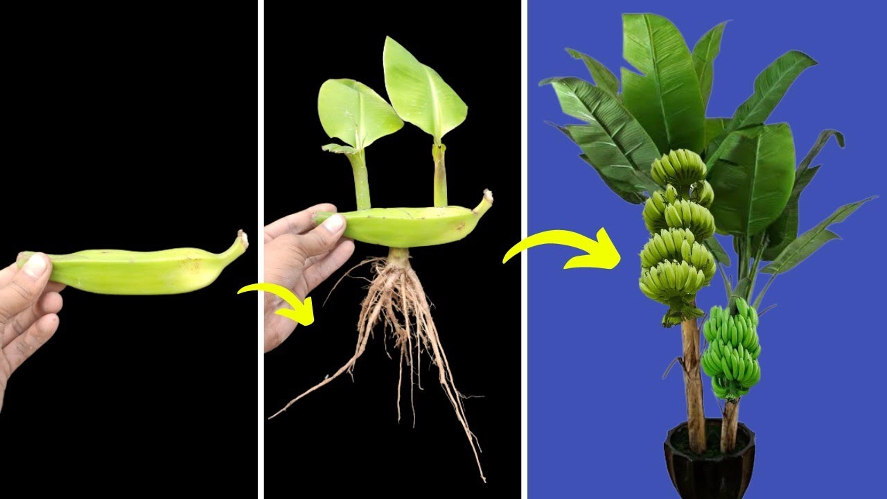 how to grow banana tree without seed