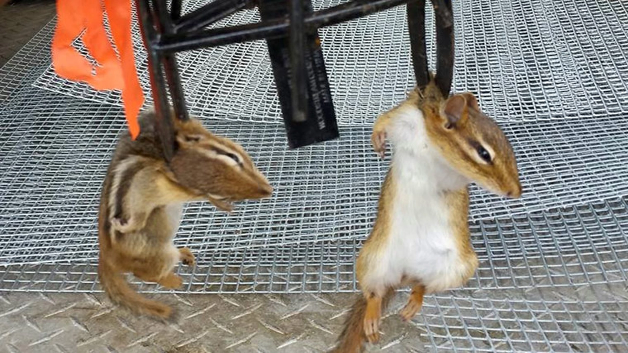 how to kill chipmunks