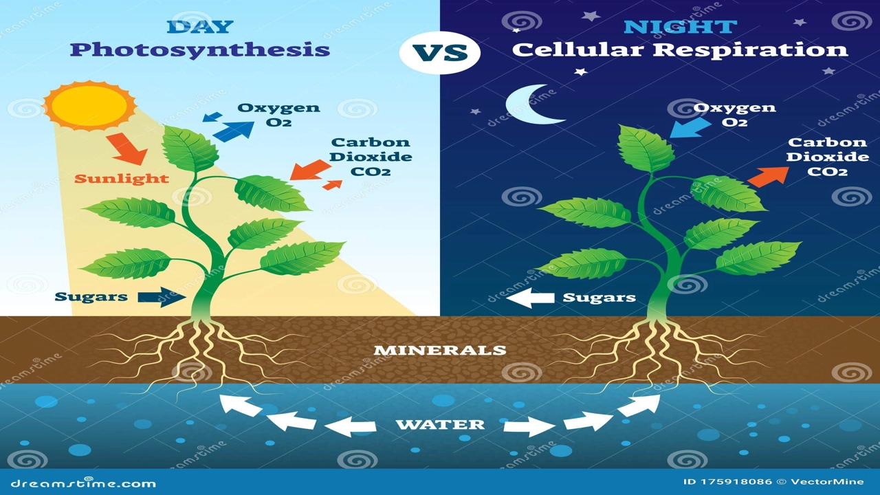 Photosynthesis vs Cellular Respiration: The SHOCKING Truth